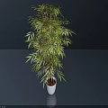 Bonsai Plant With Green Leafy Foliage In White Pot On Dark Reflective Surface