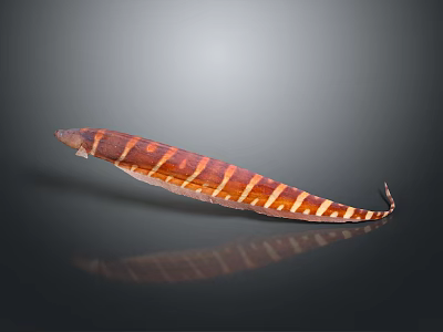 Slender Red And White Striped Eel On Dark Background With Clear Reflection 3d model