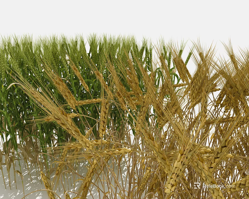 3D Rendered Wheat Field Displaying Golden Ears And Lush Green Seedlings In Foreground Background 3d model 