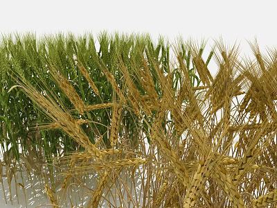 3D Rendered Wheat Field Displaying Golden Ears And Lush Green Seedlings In Foreground Background 3d model