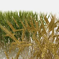 3D Rendered Wheat Field Displaying Golden Ears And Lush Green Seedlings In Foreground Background