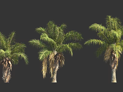 Three Palm Trees With Varied Green Leaves And Natural Trunks In Design 3d model