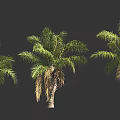 Three Palm Trees With Varied Green Leaves And Natural Trunks In Design