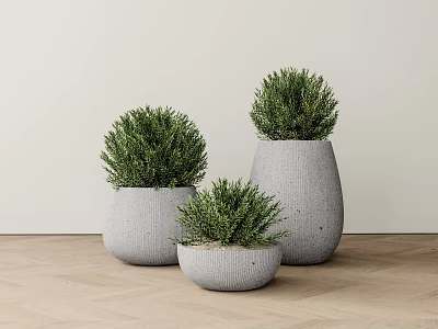 Minimalist Indoor Potted Bonsai Green Shrubs With Different Sizes Gray Textured Pots On Wooden Floor 3d model