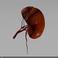 3D Rendered Human Kidney Organ Showing Red Color And Blood Vessels Structure
