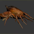 Close Up Of Crab Organs And Hair With Red Shell Claws And Legs