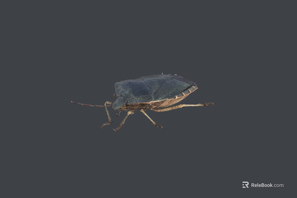 Flying Insect with Dark Colored Exoskeleton and Oval Body on Gray Background 3d model 