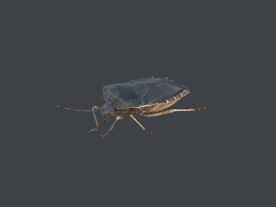 Flying Insect with Dark Colored Exoskeleton and Oval Body on Gray Background 3d model