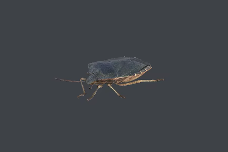 Smelly Bug 3d model