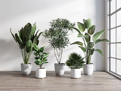 Indoor Various Green Potted Plants In White Pots On Wooden Floor With Natural Light 3d model