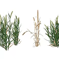 Garden Landscape Design With Clumping Green And Dried Herbaceous Plants