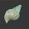 Conch With White And Brown Spotted Shell On Black Background With Reflection 3d model