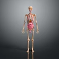 Human Skeleton Model Displaying Detailed Head Organs Anatomical Structure For Educational Use
