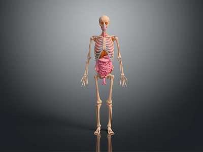 Human Skeleton Model Displaying Detailed Head Organs Anatomical Structure For Educational Use 3d model