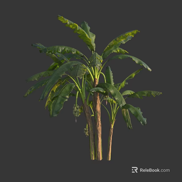 Tall Banana Tree Featuring Large Green Leaves Slender Trunk And Unripe Fruits In Tropical Garden 3d model 