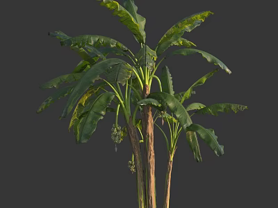 Tall Banana Tree Featuring Large Green Leaves Slender Trunk And Unripe Fruits In Tropical Garden 3d model