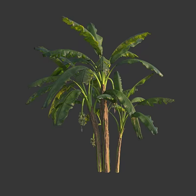 Tall Banana Tree Featuring Large Green Leaves Slender Trunk And Unripe Fruits In Tropical Garden 3d model