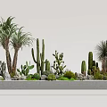 Bonsai and Potted Plants Featuring Various Cacti Succulents on Gray Platform with Stones