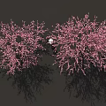 Two Beautiful Blooming Shrubs with Pink Flowers and a White Figure Standing