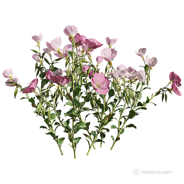 Blooming Pink and Lavender Flowers with Green Stems and Leaves on Herbaceous Plants Naturally Growing 3d model 