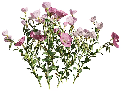 Blooming Pink and Lavender Flowers with Green Stems and Leaves on Herbaceous Plants Naturally Growing 3d model