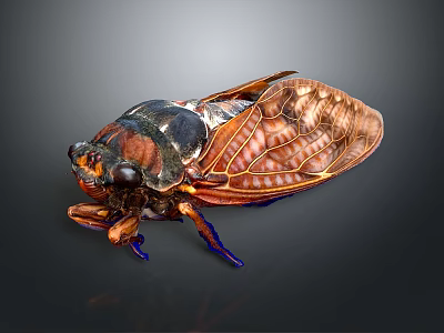 cicada cicada cicada shell golden cicada insect animal game animal cartoon animal 3d model