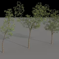 Lush Green Arbor Trees With Brown Trunks And Natural Shadows 3d model