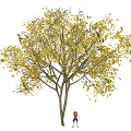 Tall Arbor With Green And Yellow Leaves And Child Standing Below