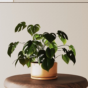 Modern Potted Plant 3d model