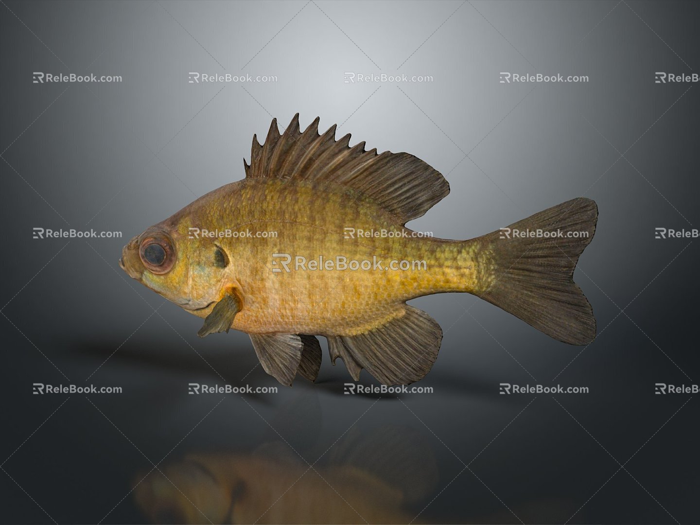 Catfish Carp Sturgeon Bass Freshwater Fish Various Carp Grass Carp Crucian Carp 3d model