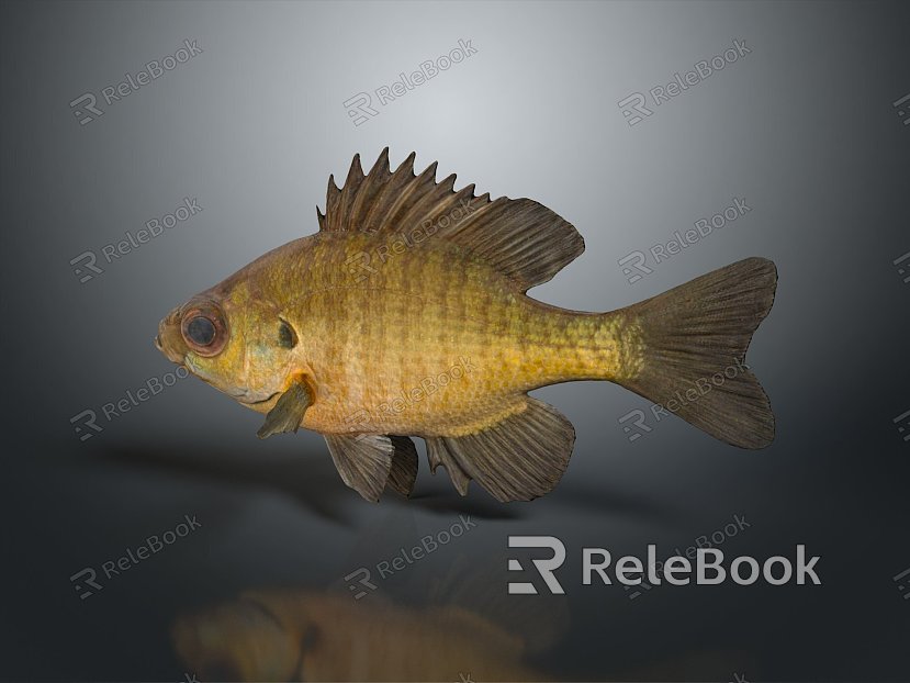 Catfish Carp Sturgeon Bass Freshwater Fish Various Carp Grass Carp Crucian Carp model