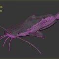 Vibrant Pink And Blue Aquatic Fish With Long Whiskers And Metallic Reflective Body