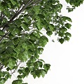 modern trees leaves leaves 3d model