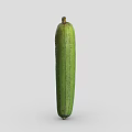 Fresh Green Long Slim Loofah Vegetable Isolated On Gray Background With Natural Texture