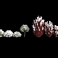 Ornamental Bushes With White Red Foliage Round And Clustered Shapes Displayed In Row