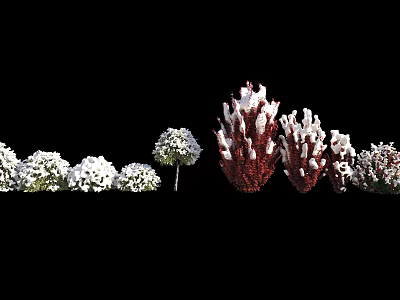 Ornamental Bushes With White Red Foliage Round And Clustered Shapes Displayed In Row 3d model