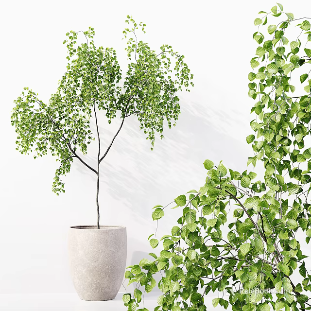 Bonsai Potted Plant With Green Hanging Leaves In White Ceramic Pot For Indoor Decor 3d model 