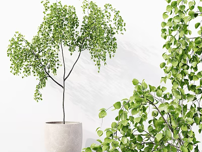 Bonsai Potted Plant With Green Hanging Leaves In White Ceramic Pot For Indoor Decor 3d model