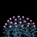 Blooming Pink and Purple Peony Flowers with Green Stems and Leaves on Black Background