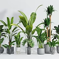 Various Green Potted Plants With Different Designed Pots For Modern Indoor Decoration
