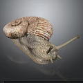 Snail Shell Antennae Organs And Hair Like Striped Spiral Texture
