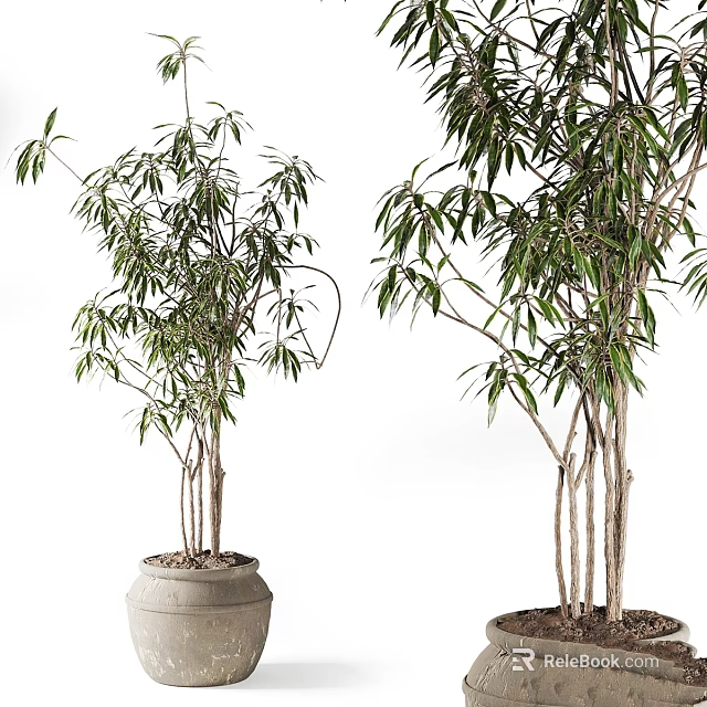 Horticultural Accent Plants With Slender Stems Green Leaves In Terracotta Pots For Decor 3d model 