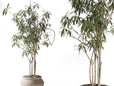 Horticultural Accent Plants With Slender Stems Green Leaves In Terracotta Pots For Decor 3d model