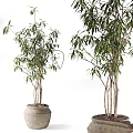 Horticultural Accent Plants With Slender Stems Green Leaves In Terracotta Pots For Decor