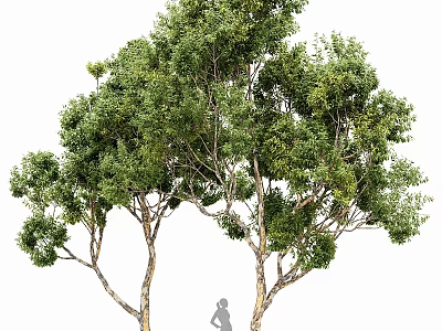 Ornamental Garden Decor Featuring Two Trees With Green Leaves And Sturdy Trunks For Landscaping 3d model