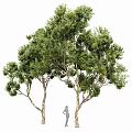 Ornamental Garden Decor Featuring Two Trees With Green Leaves And Sturdy Trunks For Landscaping