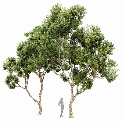 Ornamental Garden Decor Featuring Two Trees With Green Leaves And Sturdy Trunks For Landscaping 3d model