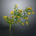 Vibrant Green Plant With Yellow Flowers Thin Stem And Leafy Branches