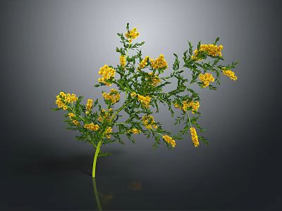 Vibrant Green Plant With Yellow Flowers Thin Stem And Leafy Branches 3d model