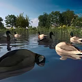 Ducks Swimming In Natural Water With Green Trees And Reflections